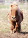 Shetland_pony_by_Ponii